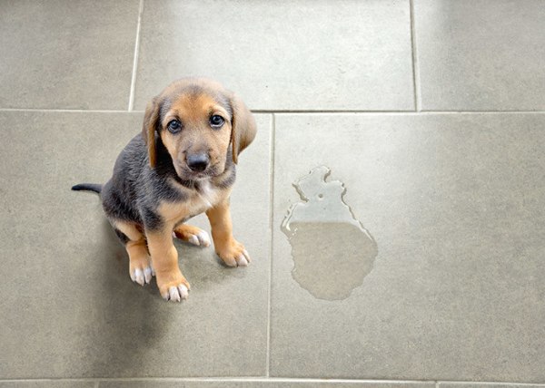 강아지 배변 훈련 실패