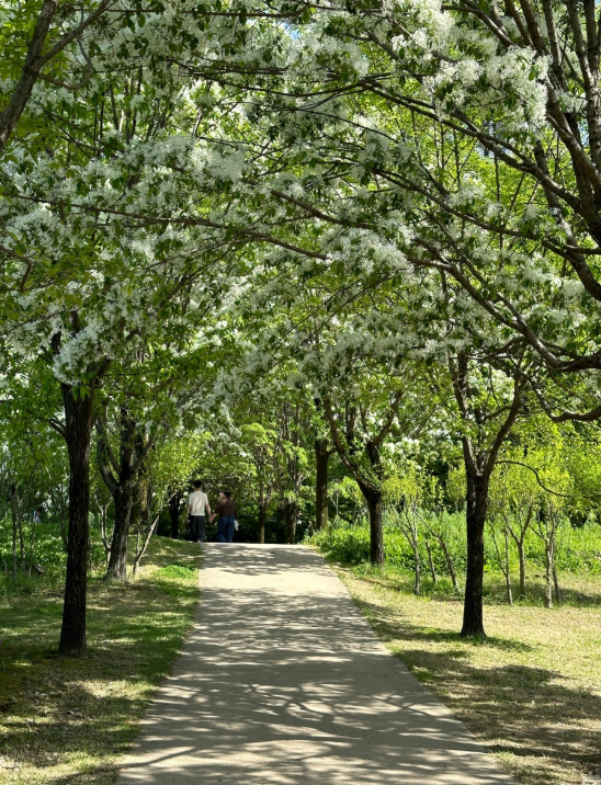 대전 들의공원 이팝나무 - 5월 이팝나무 나들이코스