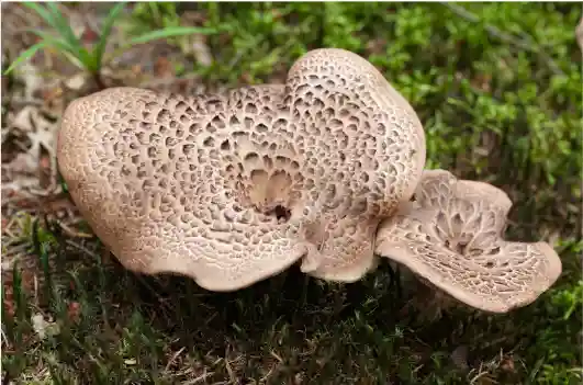 자연산 능이버섯 가격 및 효능과 주의점