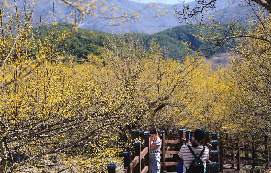 산수유12