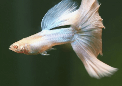 고정구피와 막구피의 차이점