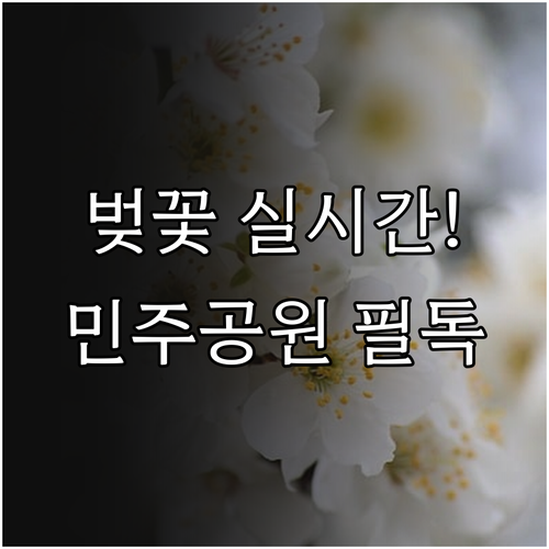 부산 중구 벚꽃 축제 일정과 민주공원..
