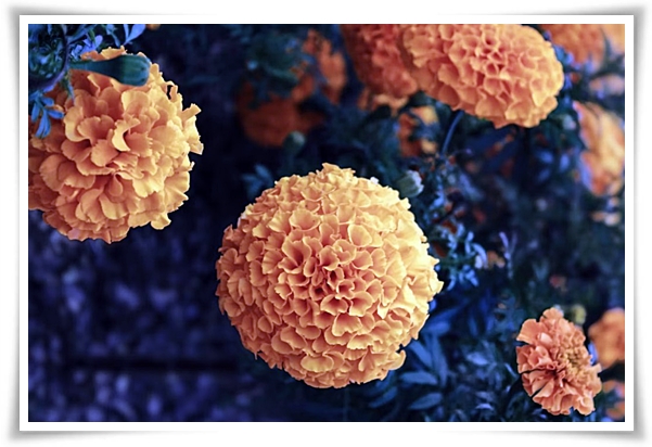 화초 "메리골드(금잔화)" 가을 정원에 황금빛 행복을 심어 보세요!