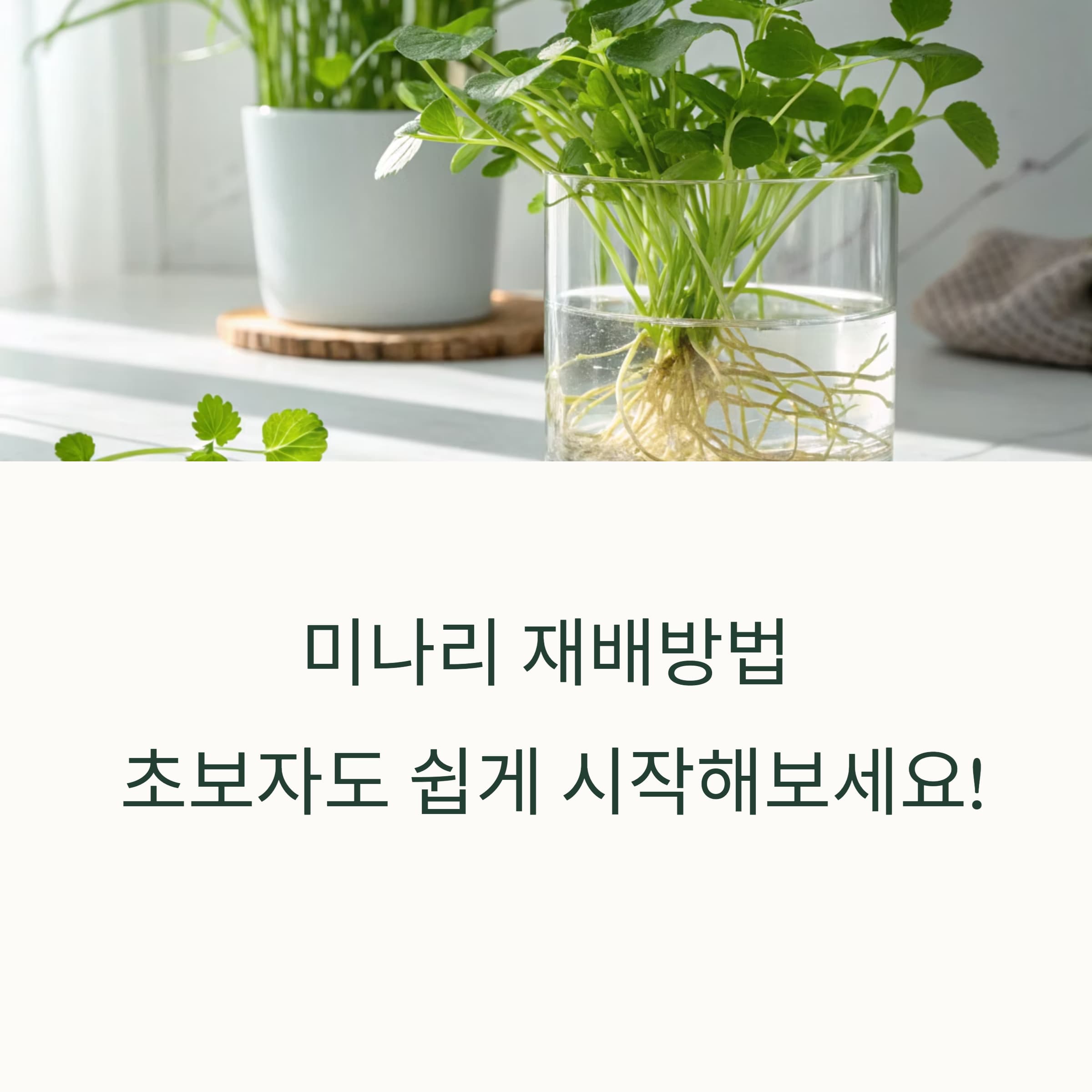 미나리-재배방법