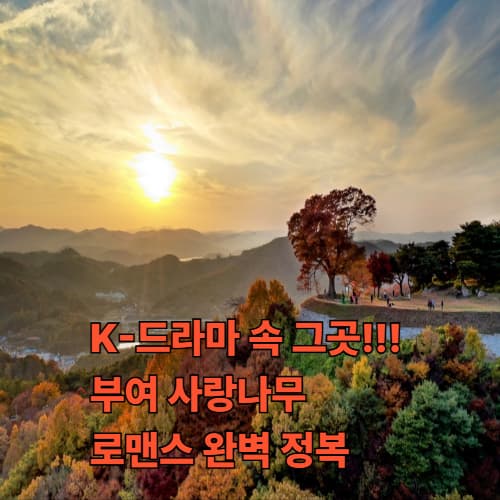 부여 성흥산 사랑나무 K드라마 촬영지