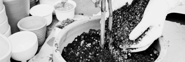 화분 교체 시기 마무리