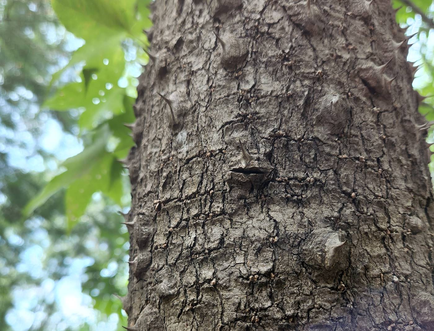 음나무(엉개나무)