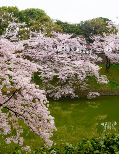 5월-꽃구경-명소