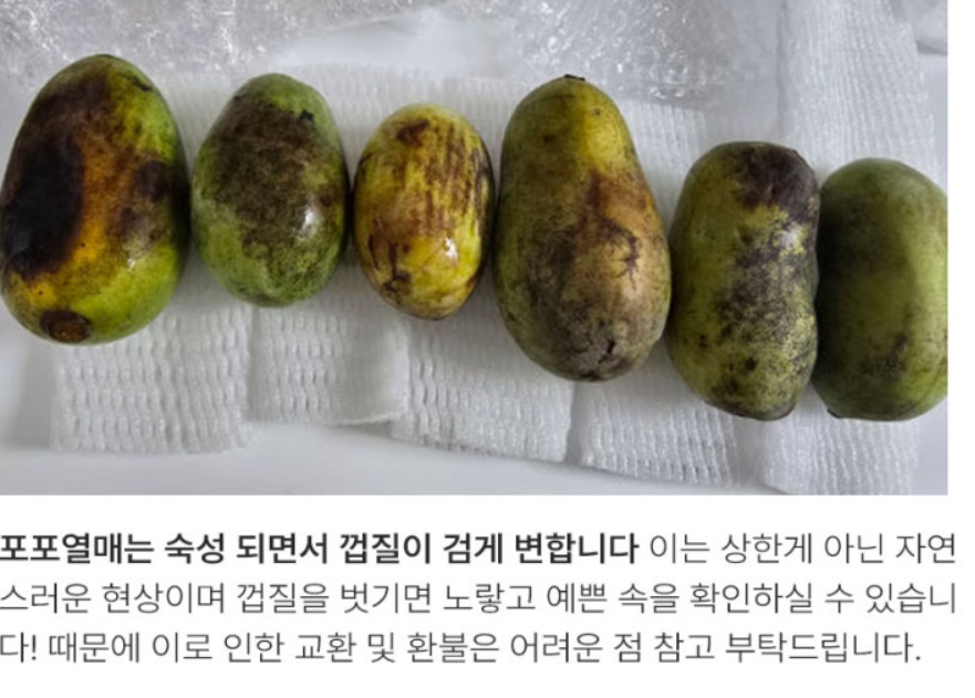 6시내고향-포포열매-논산-포포나무열매