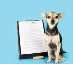 KB 펫보험 강아지 보험 동물등록증 할인 후기