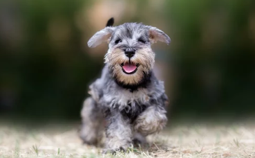 슈나우저 사진/출처:어도비스톡