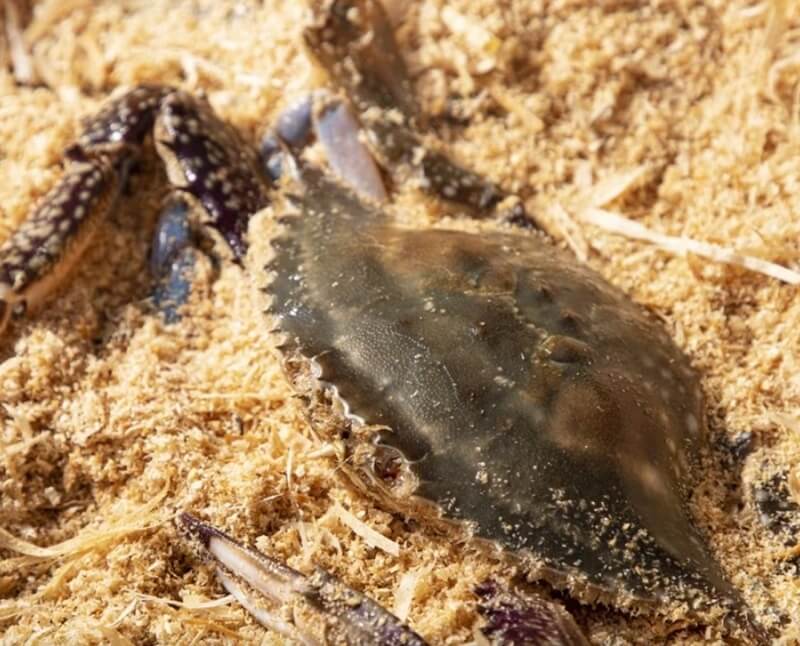 톱밥속-꽃게-한마리