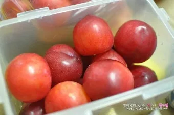 자두 보관법 수확시기 효능 자두청 만들기_15