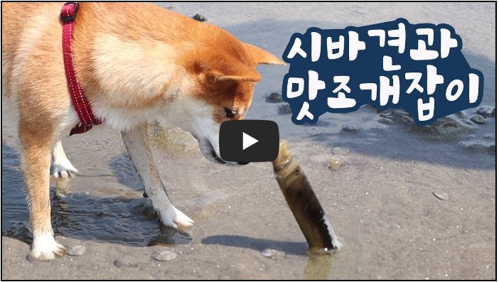 강아지 유튜버 순위 TOP 10 2