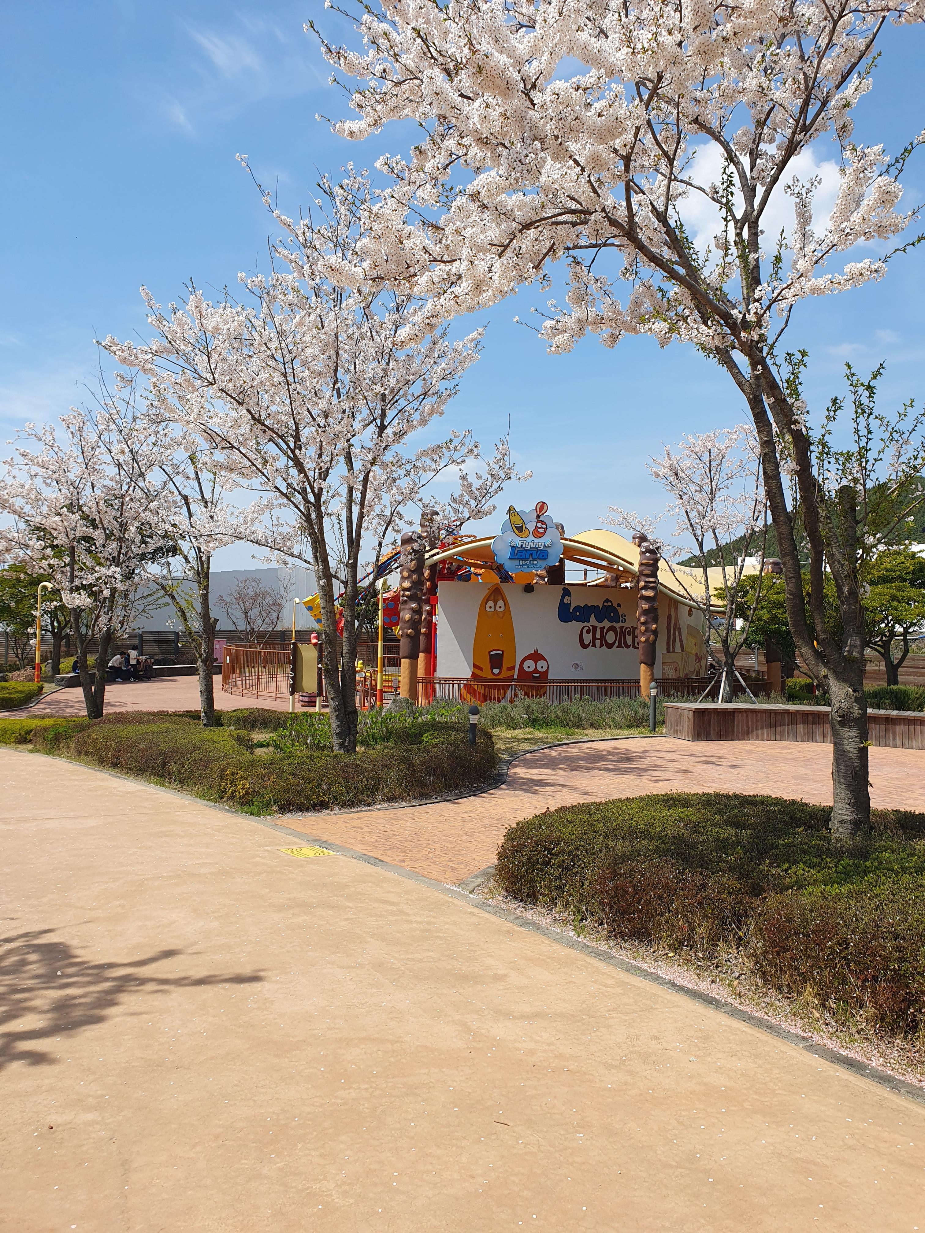 신화월드 테마파크안 벚꽃 풍경