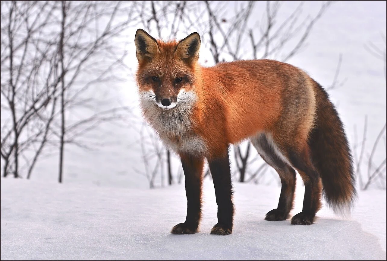 가족관계증명서 상세