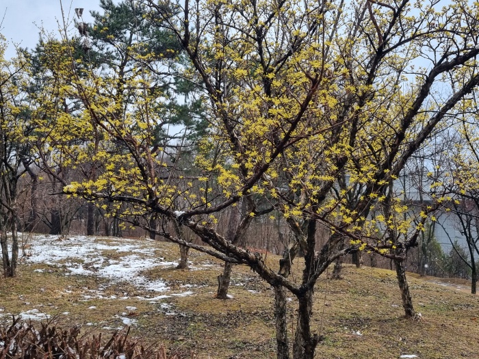 산수유