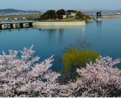 논산 벚꽃 
