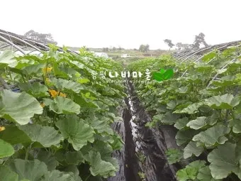 단호박 재배 직파 요령 덩굴 유인 당도 관리_8