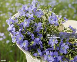 꽃아마 이미지 사진