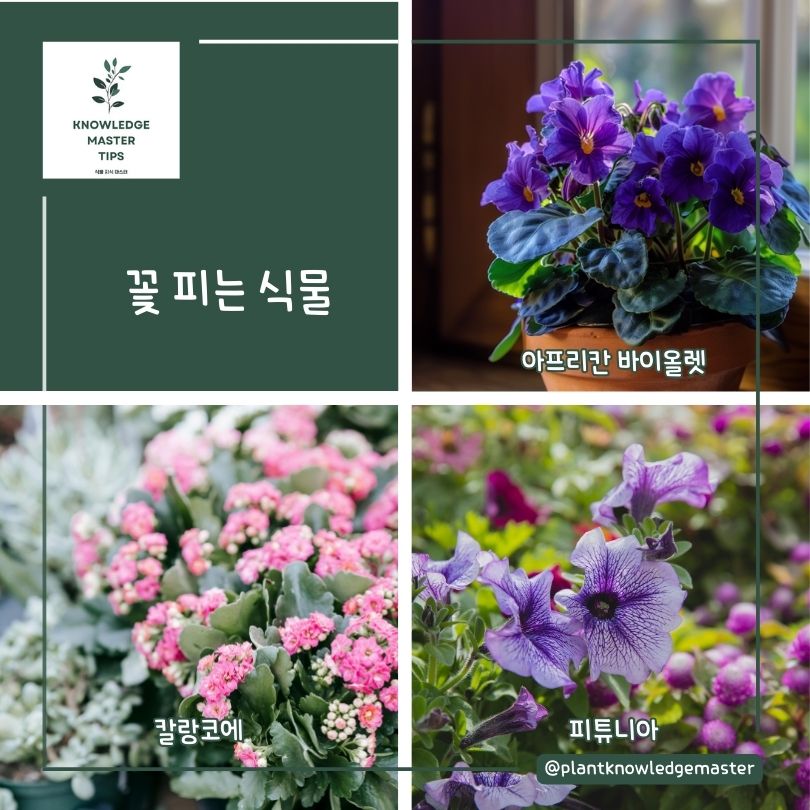 꽃 피는 식물