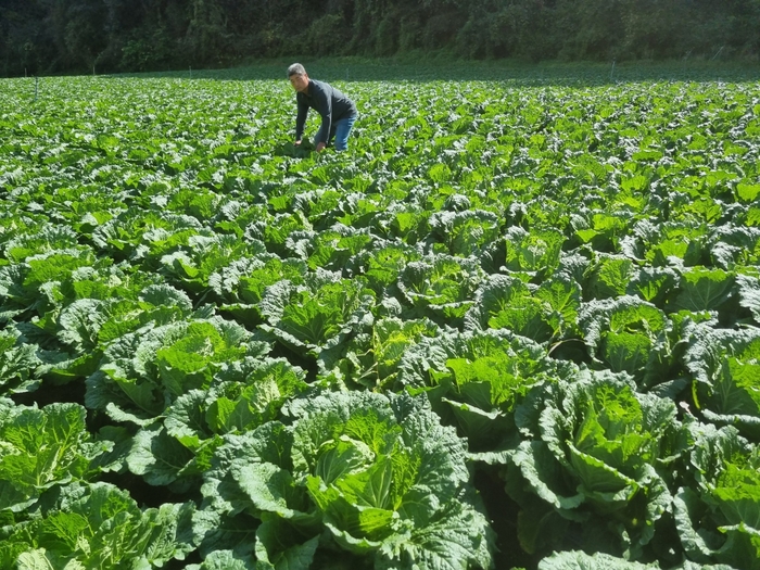 김장 김치 와 절임배추
