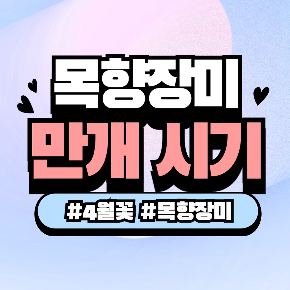 목향장미 만개시기와 관람팁