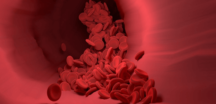 혈관 속을 흐르고 있는 적혈구의 모습