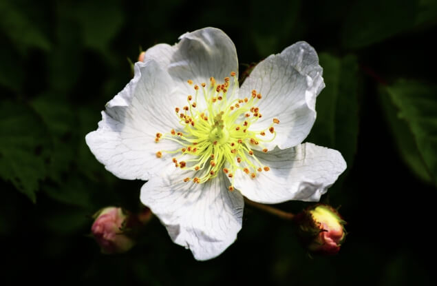 찔레꽃 꽃말