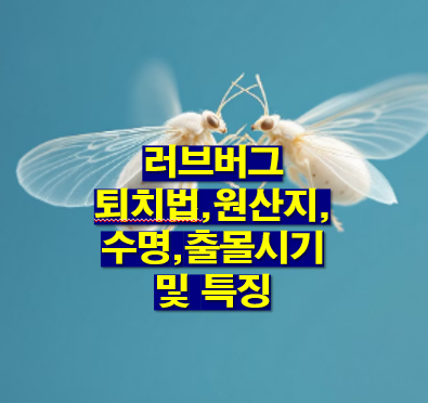 러브버그 수명,원산지,출몰시기,퇴치방법 및 예방방법