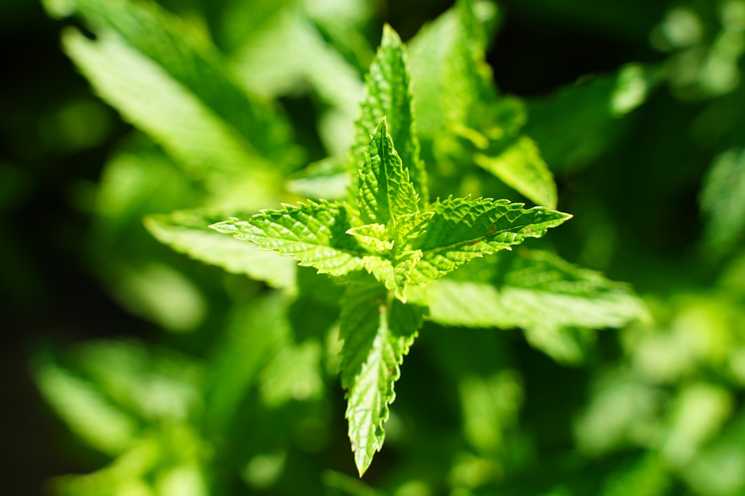 Lemon balm