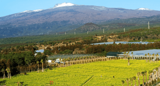 제주도 4월 축제 일정 총정리