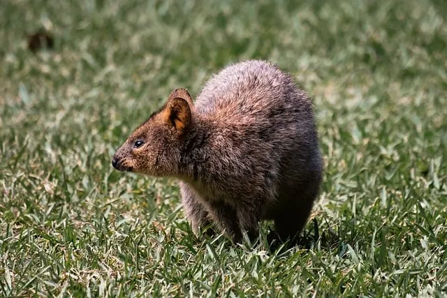 쿼카 웃는 동물 행복한 동물 특징 성격_5