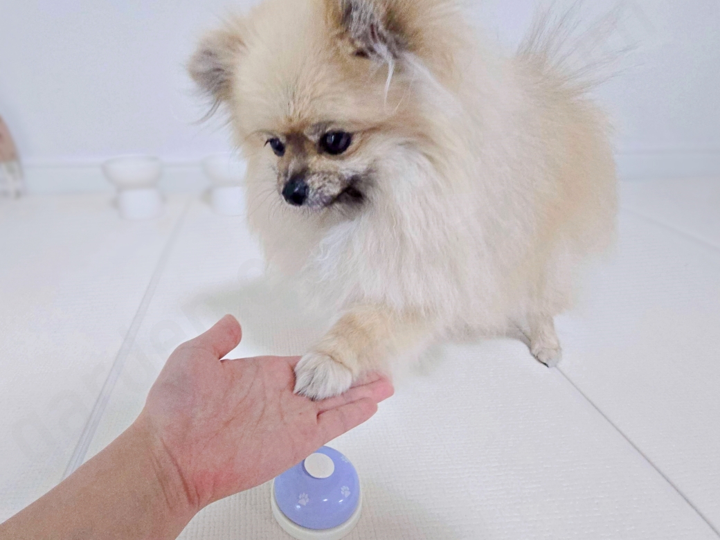 강아지 간식벨 훈련 모습