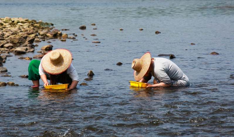 다슬기 채집의 모습
