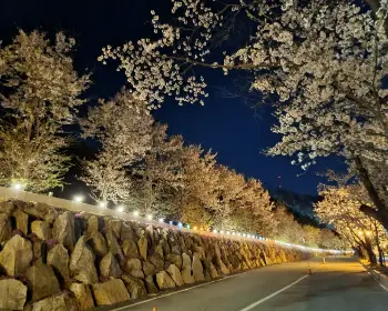 에덴 벚꽃길 벚꽃축제_4