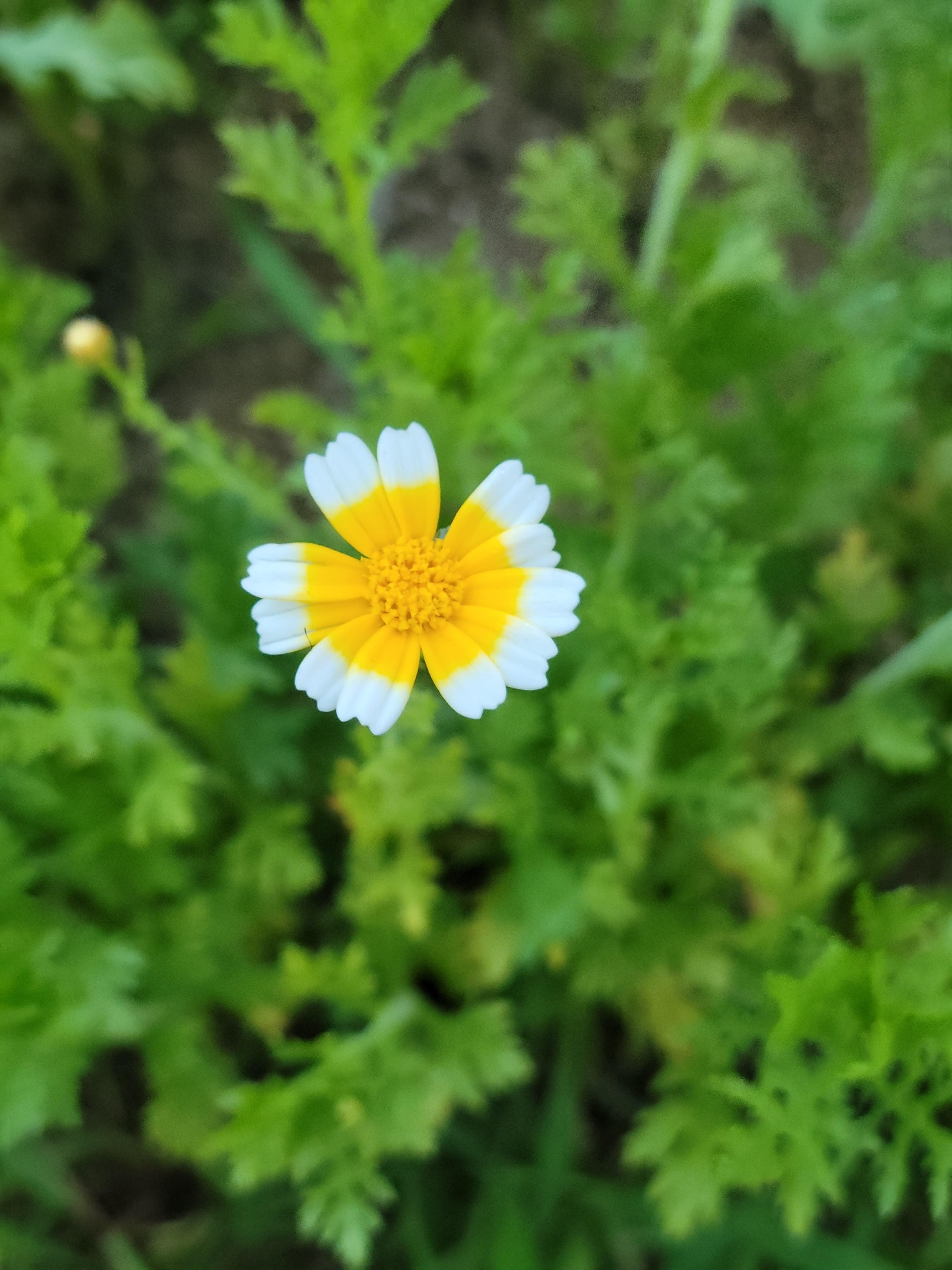 쑥갓의 아름다운 꽃