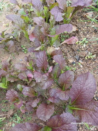 갓 효능 - 항염과 항균 작용을 돕는 붉은 갓의 신선한 잎과 줄기 근접 사진