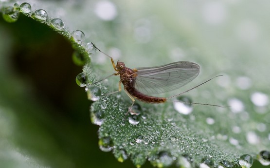 동양하루살이, 팅커벨의 출몰 이유