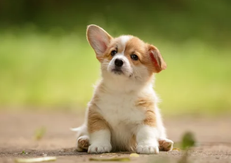 강아지와 우유/출처:어도비스톡