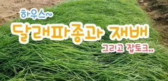 달래 재배 분구 나누기 화분 키우기 향 유지_10