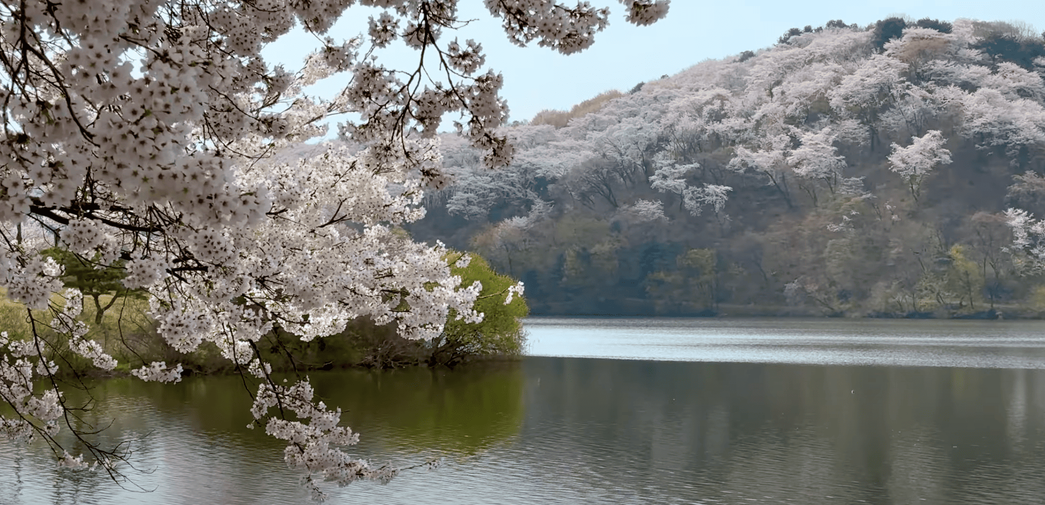 용인 가실 벚꽃길