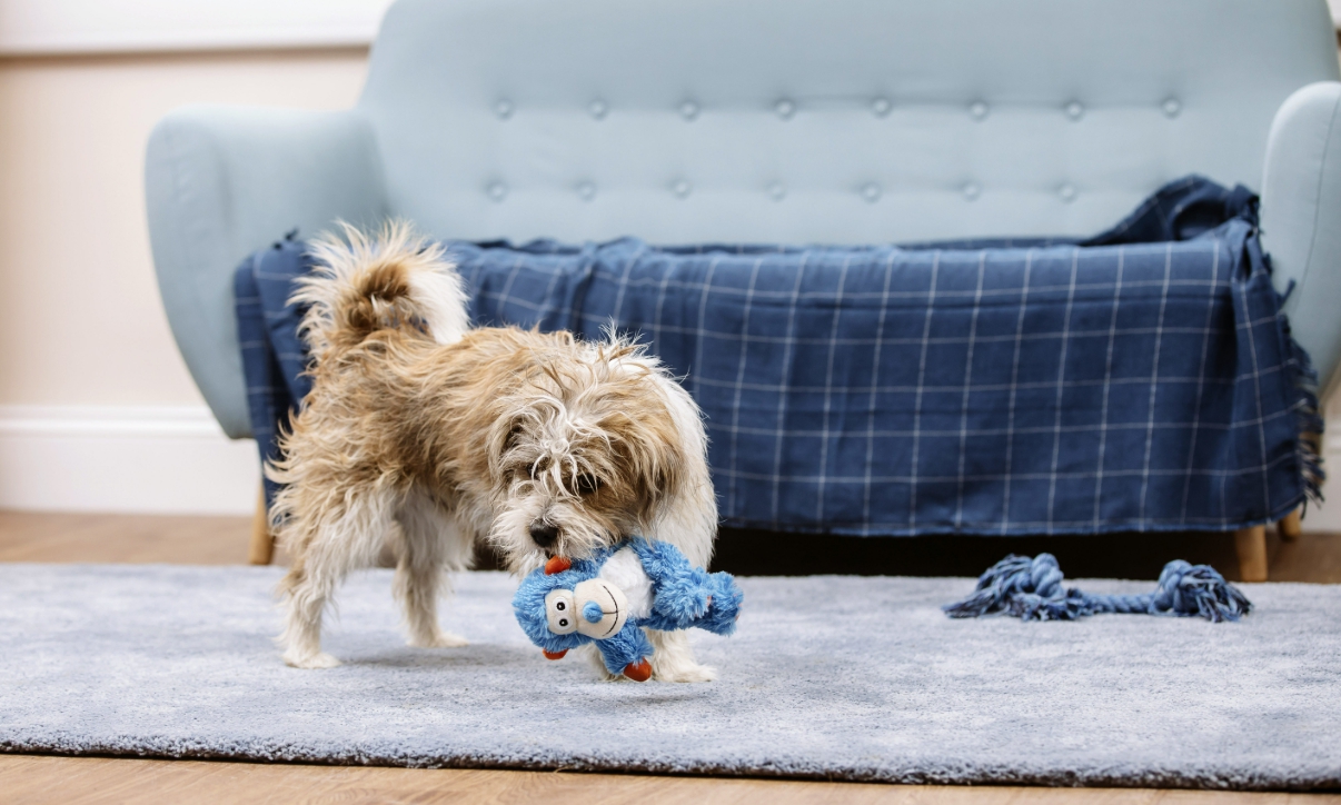 성장기 반려견 건강 관련 사진