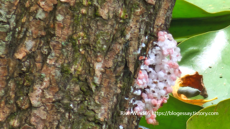 연못가에서 본 벌레알