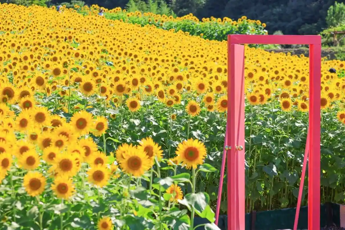 시마시 관광 농원 ❘ 미에현