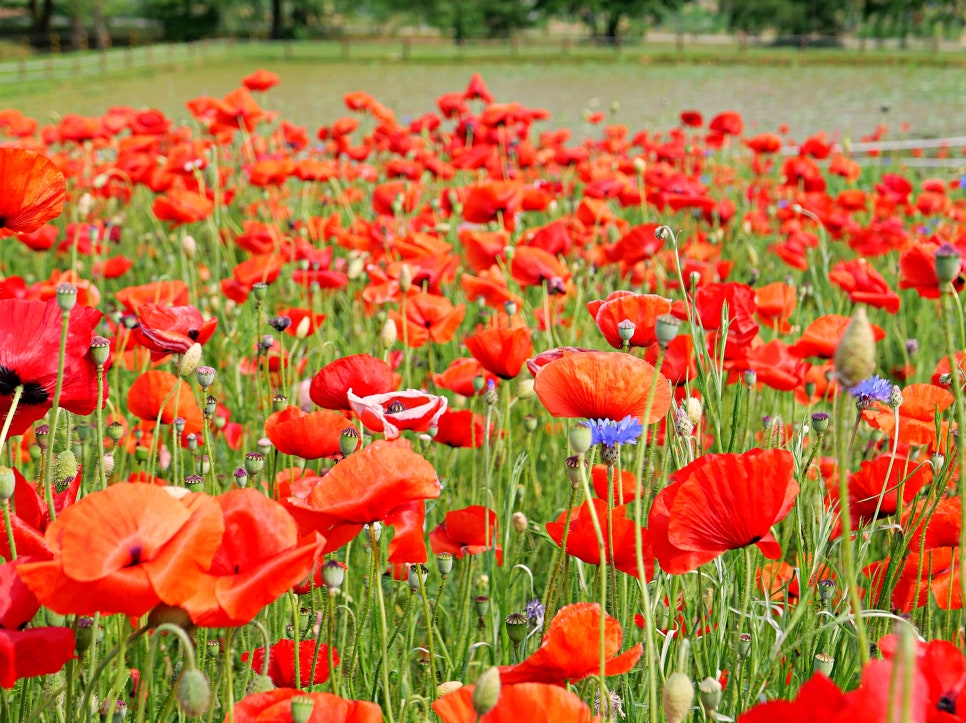 수원 탑동시민농장