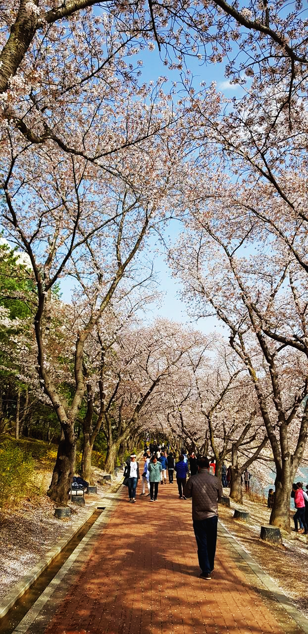경주보문호벚꽃