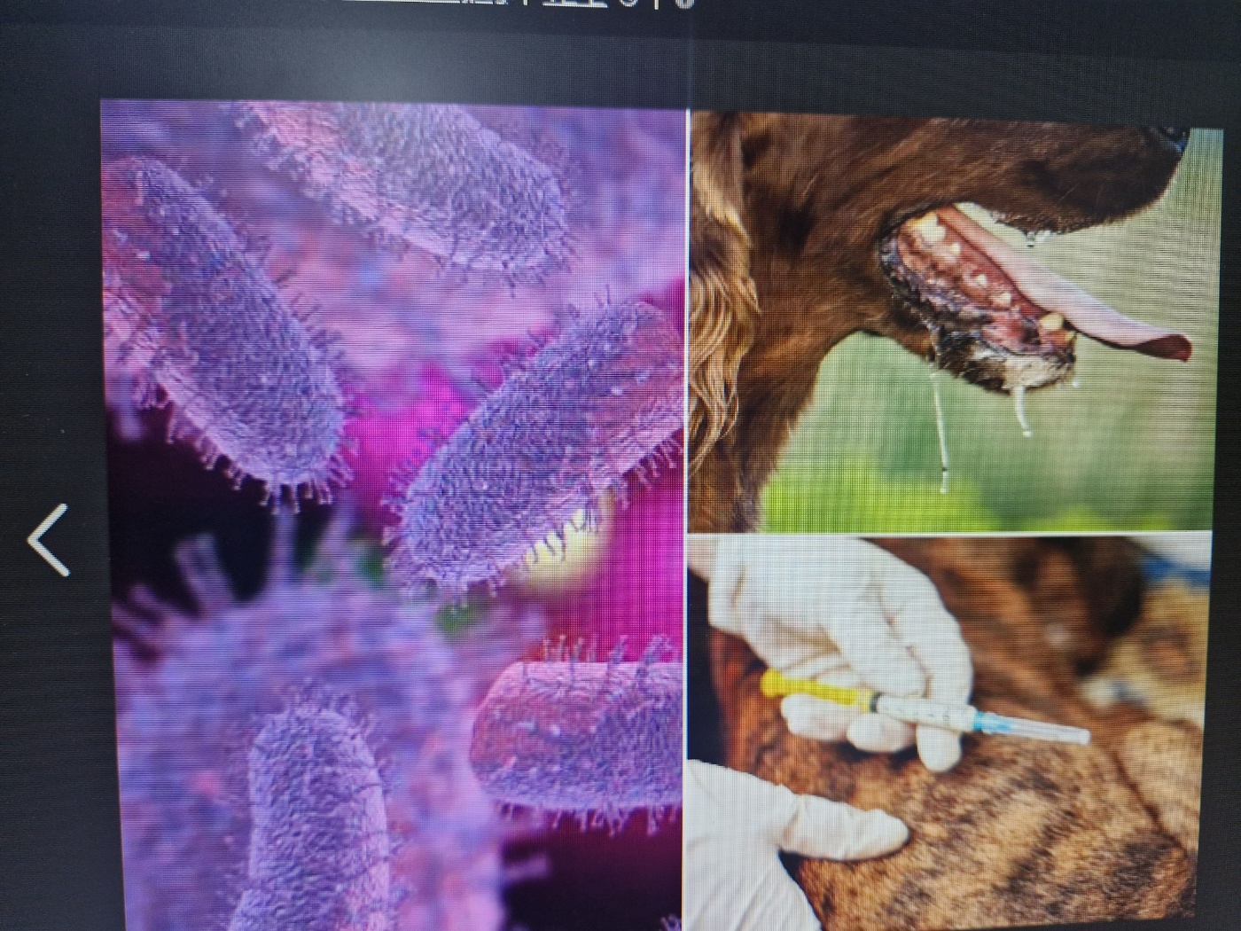 강아지 보험 가입 가능한 질병종류는?