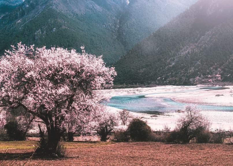 진해 벚꽃 축제