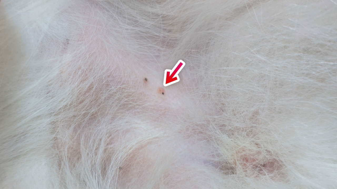 강아지 진드기 물림 후 흔적